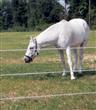 ElectroBraid Electric Horse Fence - 600 Foot roll